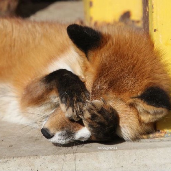 Meet your Posher, Rey - Picture 1 of 1